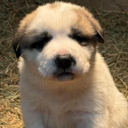 Girl 2 - White and badger female Great Pyrenees puppy in Port Townsend, Washington from Pam’s Perfect Pugs & MasPyrs