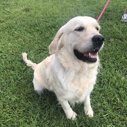 Lexy - Golden Retriever