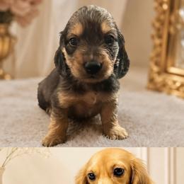 Walker - Shaded Cream - Cream male Dachshund puppy in Biloxi, Mississippi from Southern Doxies