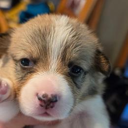 Rex - Sable male Pembroke Welsh Corgi puppy in New Douglas, Illinois from Millerbaughs Country Corgis