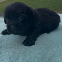 Klover - Black and tan male Yorkshire Terrier puppy in Houston, Texas from Little things