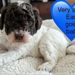 Arnie - Brown male Poodle puppy in Mineral Wells, Texas from S.H.A.R.P.’s Toy Poodles