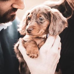 Dachshund and Miniature Schnauzer Puppies from The Bossy Doxie Farm