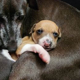 Boy 1 - Red male Italian Greyhound puppy in Snohomish, Washington from Divine Italian Greyhounds
