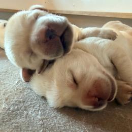 Boy 2 - Yellow male Labrador Retriever puppy in Hoosick Falls, New York from Findaway Labradors