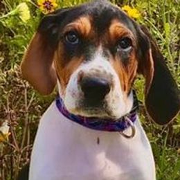Treeing Walker Coonhounds from Janis Hunter