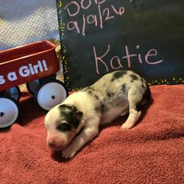 Katie - Blue merle female Miniature American Shepherd puppy in Vancouver, Washington from BonDrew's Miniature American Shepherds