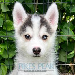 Nemo - Silver and white male Pomsky puppy in Littleton, Colorado from Pikes Peak Pomskies