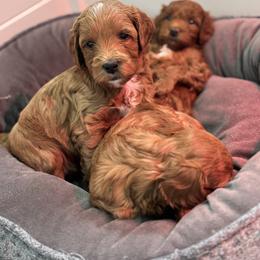 Goldendoodle and Maltipoo Puppies from Jessica's Maltipoo and Goldendoodle