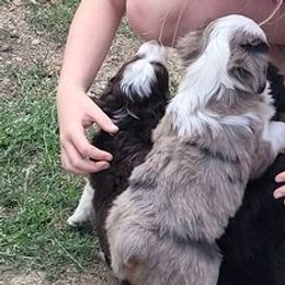 Miniature Australian Shepherds and Toy Australian Shepherds from Jewelz Gemz