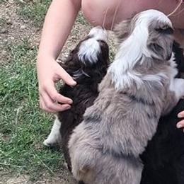 Miniature Australian Shepherds and Toy Australian Shepherds from Jewelz Gemz