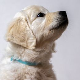 Liberty - Golden Retriever