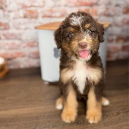 Linguine - male Australian Mountain Doodle puppy in Sweetwater, Florida from Sandy Snout Doodles