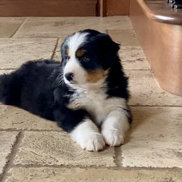 Australian Shepherd, Miniature Australian Shepherd, and Toy Australian Shepherd Puppies from Hunt Farms Mini Aussies