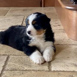 Australian Shepherd, Miniature Australian Shepherd, and Toy Australian Shepherd Puppies from Hunt Farms Mini Aussies