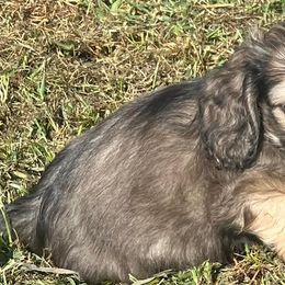 Dachshunds from KK Mini Doxies