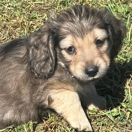 Dachshunds from KK Mini Doxies