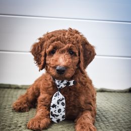 Goldendoodle Puppies from AZ Ohana Doodles