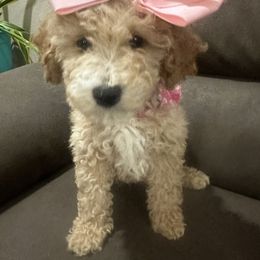Zinnia - Red female Maltipoo puppy in Apple Valley, California from Boujeepups