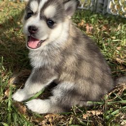 Pomsky Puppies from SRF Pomskies