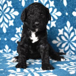 Female 2-Purple collar - Black female Goldendoodle puppy in Macedon, New York from Toodles Goldendoodles