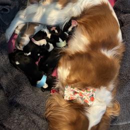 Winston - Tri-color male Cavalier King Charles Spaniel puppy in S AI Nt Louis, Missouri from DunEakins Cavaliers