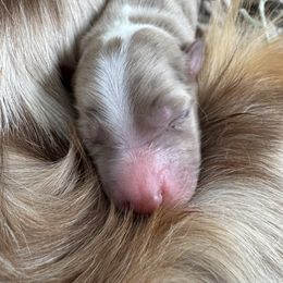 Cedar - Red merle male Australian Shepherd puppy in Columbia Falls, Montana from Firefly Horse Co Wellness Retreat Center