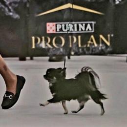 Dani - Chihuahua