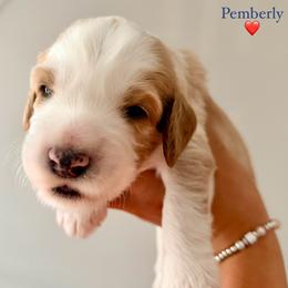 Pemberly - Red male Australian Labradoodle puppy in Summerfield, North Carolina from Four Oaks Labradoodles