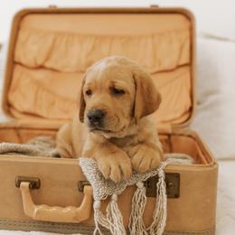 Labrador Retriever Puppies from UC Labradors LLC