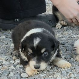 Millie - Black tri-color female Australian Shepherd puppy in Leonard, Texas from Tin Roof Aussies