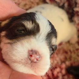Sprout (tricolor possible blue eyes) - Parti male Miniature Schnauzer puppy in Panama City, Florida from Emerald Coast Schnauzers