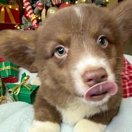 Jack Skellington - Liver and white male American Corgi puppy in Grants Pass, Oregon from KnR Antler Dogs