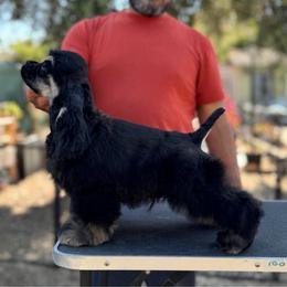 Lucca - Black and tan male Cocker Spaniel puppy in Rialto, California from Arquivolta Cockers