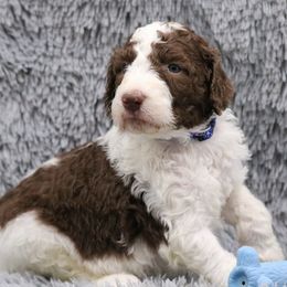 Poodle Puppies from Absolutely Pampered Poodles