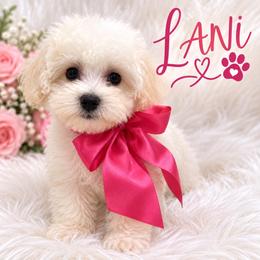 Lani - White female Maltipoo puppy in Huntington Beach, California from Boujeepups