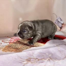 French Bulldog Puppies from Lovemyfrenchies