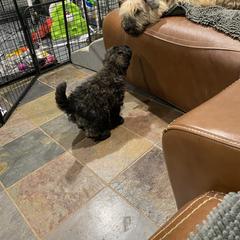 Bouvier des Flandres Puppies from Julie Smith