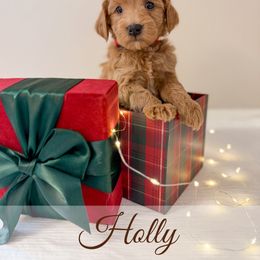 Holly - Red  female Goldendoodle puppy in Melba, Idaho from KZ Doodles