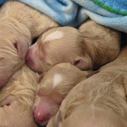 Funshine Bear - Apricot female Goldendoodle puppy in Rocky Point, North Carolina from CelticDoods