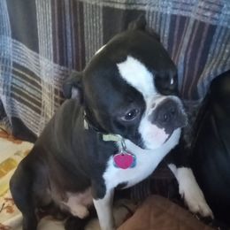 Felix - Boston Terrier