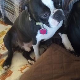 Felix - Boston Terrier