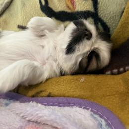 Shih Tzu Puppies from Simply Shih Tzu