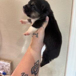 Boy 2 - Black and tan male Pembroke Welsh Corgi puppy in Aberdeen, Washington from Coastal country Farms