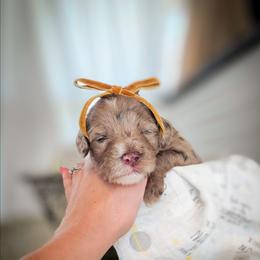 Ava - Merle female Goldendoodle puppy in Cleveland, Tennessee from Edgewater Doodles & Designer Pups