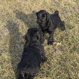 Boy 1 - Black male Giant Schnauzer puppy in Bois D’arc, Missouri from Down Low Kennels