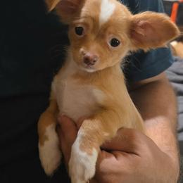 Timon - Red male Chihuahua puppy in Kyle, Texas from joy of chihuahuas tx