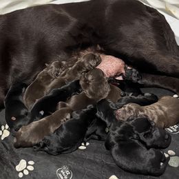 Green Collar - Chocolate male Labrador Retriever puppy in Somerset, California from Cantina Labs and Cavs