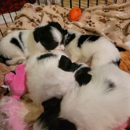 Sable male 4 - Sable male Papillon puppy in Florida from Tammy's Papillon Playpen