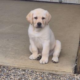 Bryce Royal Blue collar - Yellow male Labrador Retriever puppy in Greenwich, Ohio from Pure Gem Kennel